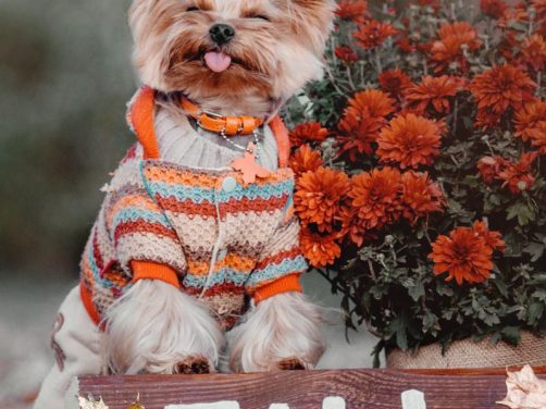 吉娃娃品种介绍：了解这个迷人的小精灵