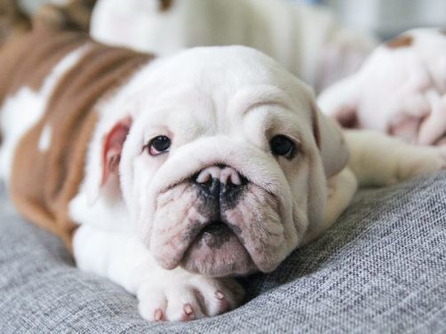 蝴蝶犬品种介绍：优雅与温柔的完美结合