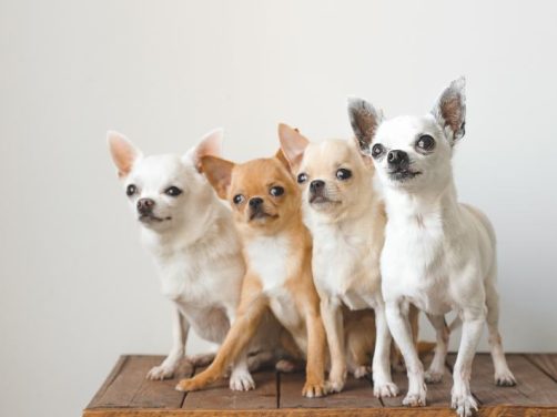 泰国脊背犬:独特品种与养护指南