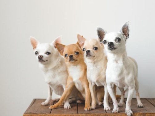 伯恩山犬：优雅与忠诚的完美结合