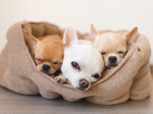 博美犬：优雅与活力的完美结合