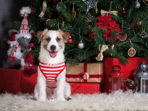 芬兰犬:优雅与力量的完美结合