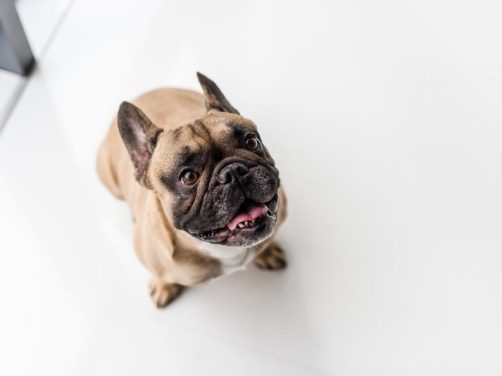 瑞典瓦赫德犬：理想的家庭伙伴与工作犬