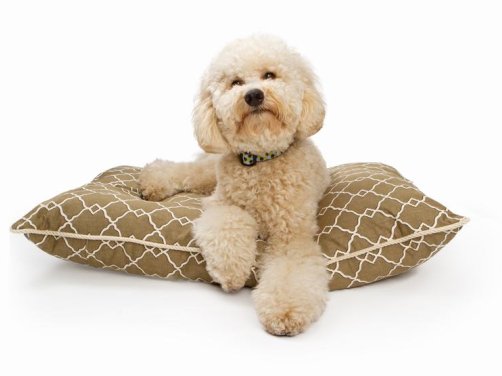 狗狗品种介绍与挑选技巧