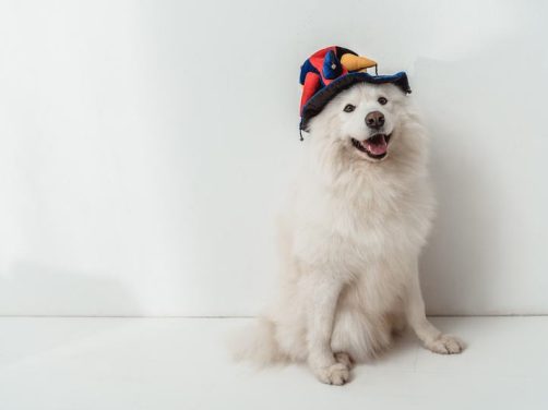 柯基犬品种介绍：你不可不知的呆萌伙伴