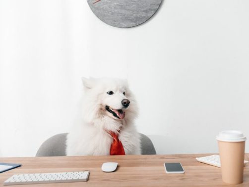 比格犬品种介绍：您的宠物companion