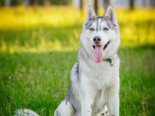 加纳利獒犬:守护者的优雅与忠诚