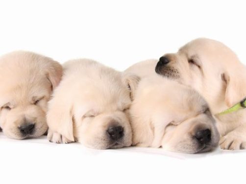 波士顿Terrier：可爱与优雅并存的独特犬种