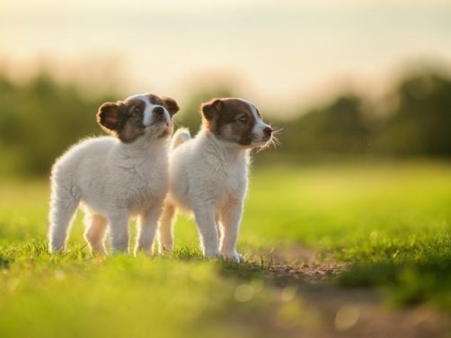 凯利蓝梗鱼品种介绍：了解这一经济鱼类的独特魅力