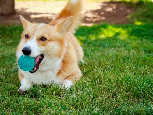 英国斗牛犬品种介绍：独特魅力与忠诚伙伴