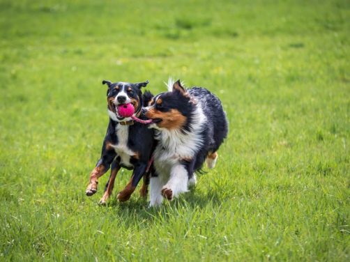 比熊犬：最受欢迎的宠物犬品种介绍