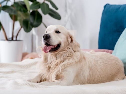 阿富汗猎犬：优雅与勇敢的完美结合