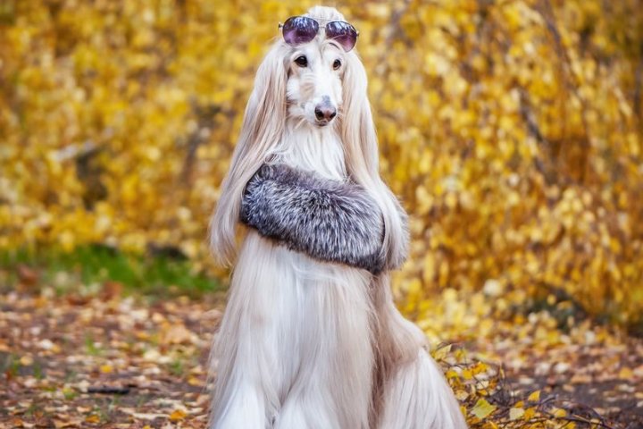 优雅与忠诚的完美结合——灵缇犬品种介绍 _ 宠物网