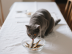 英国短毛猫的图片,采用写实宠物摄影风格