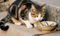 狸花猫该怎样做美容