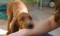 小狗健康的很,不会传染狂犬病吧?，小狗不会有狂犬病吗