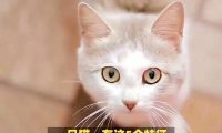 猫咪健康证明怎么开,宠物猫健康证明怎么办理