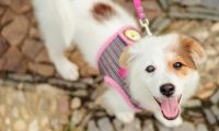 小狗健康的特征是什么，犬的健康状况主要从哪些方面进行选择