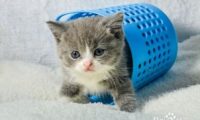 英国短毛猫喂养技巧和方法