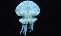 水母,水母影视