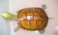 黄喉拟水龟,黄喉拟水龟为什么不建议养