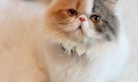 宠物店怎么挑健康猫猫，宠物店买猫怎么看健康