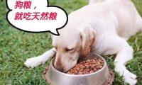 小狗的第一步养一只快乐健康行为良好的小狗，小狗的第一步养一只快乐健康行为良好的小狗怎么办