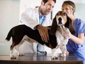 小狗健康检查,小狗体检需要检查什么