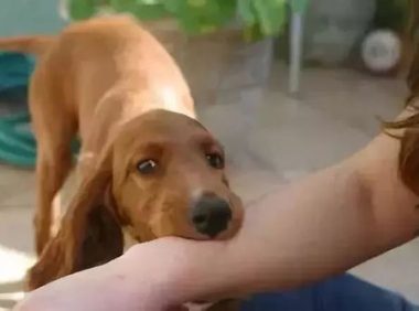小狗健康的很,不会传染狂犬病吧?，小狗不会有狂犬病吗
