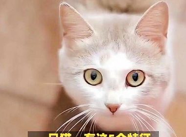 猫咪健康证明怎么开,宠物猫健康证明怎么办理