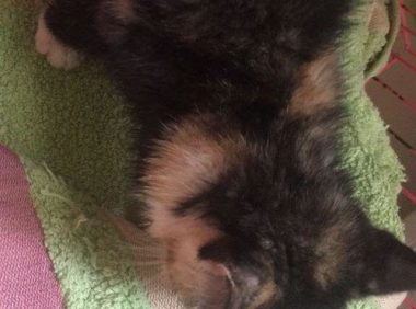 小猫健康的名字,猫猫平安健康的名字