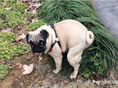 小狗健康的粪便，小狗粪便怎么样算正常