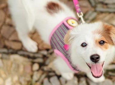 小狗健康的特征是什么，犬的健康状况主要从哪些方面进行选择
