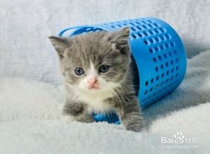 英国短毛猫喂养技巧和方法