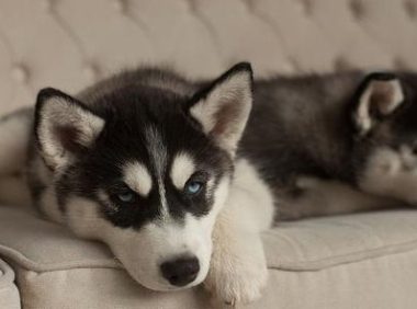 哈士奇喂养技巧,哈士奇小狗怎么喂