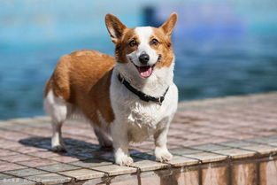 金毛寻回犬喂养技巧