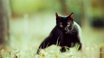 孟买猫该怎样做美容