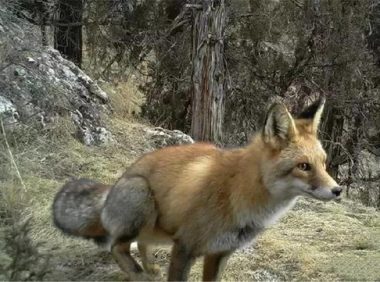 赤狐，赤狐简介