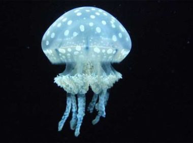 水母,水母影视