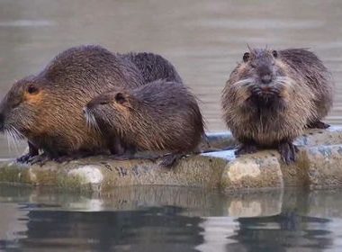 海狸鼠，海狸鼠吃什么