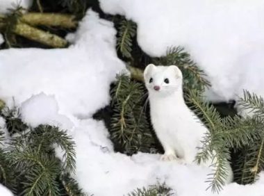 雪貂,雪貂好养吗