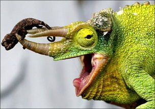 杰克逊变色龙，杰克逊变色龙图片