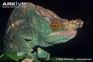 国王变色龙，国王变色龙寿命