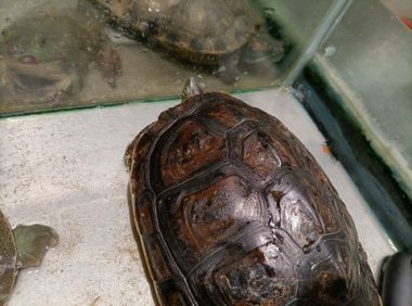 中华草龟，中华草龟会咬人吗