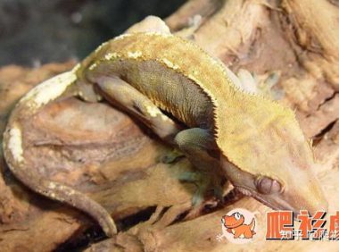 睫角守宫,睫角守宫吃什么