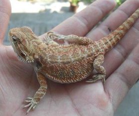 鬃狮蜥品种概述