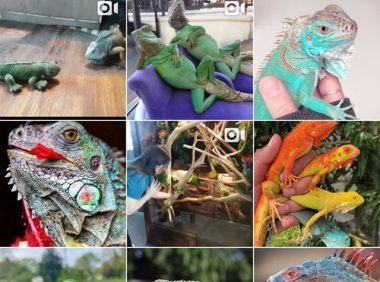 斐济鬣蜥,斐济鬣蜥百度百科