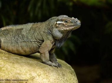 犀牛鬣蜥，犀牛鬣蜥吃什么