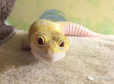 海南守宫，海南守宫喂面包虫好吗