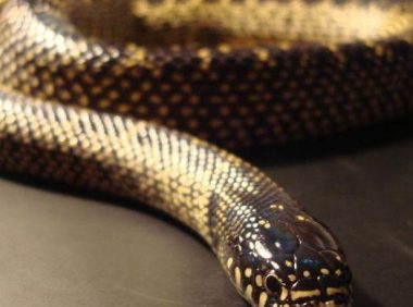 王蛇，王蛇品种